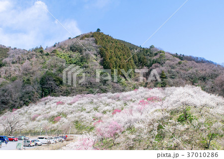 高尾山 高尾梅郷 木下沢梅林(こげさわばいりん) 高尾山 高尾梅郷 木下沢梅林(こげさわばいりん) 37010286