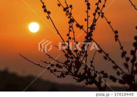 普光寺　梅の花、 37010440