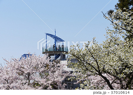 湘南平（高麗山公園） 37010614