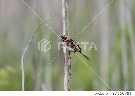 コジュリンのメス 37010783