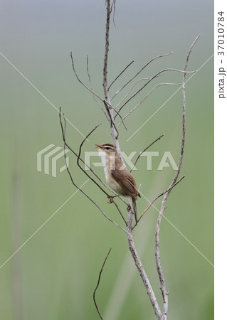 さえずるコヨシキリ 37010784
