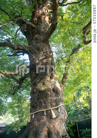 上野公園　上野東照宮　御神木　大楠 37010887