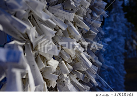 境内に結ばれた無数のおみくじ　神社の静寂に包まれた祈りが織りなす和の風景 37010933