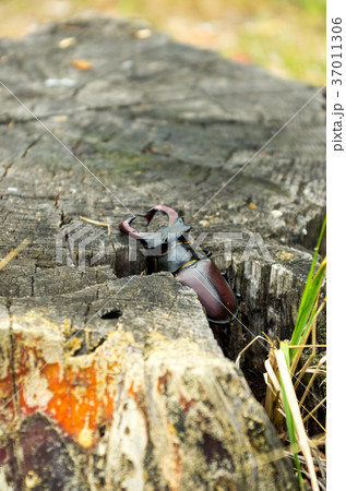 A rare beetle climbs out of a stump. 37011306