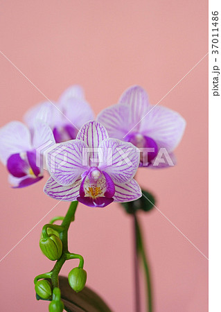 網目模様が美しいコチョウラン 網目模様が美しいコチョウラン 37011486