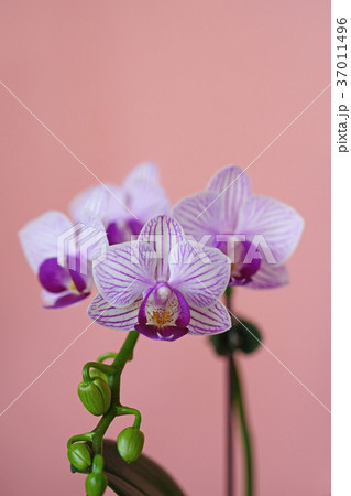 網目模様が美しいコチョウラン 網目模様が美しいコチョウラン 37011496