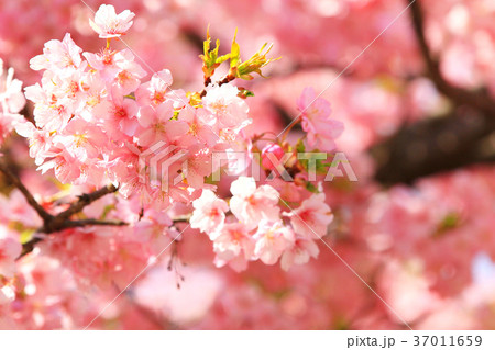 西平畑の桜11 西平畑の桜11 37011659