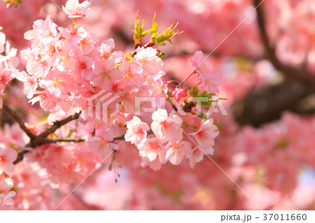 西平畑の桜１２ 37011660