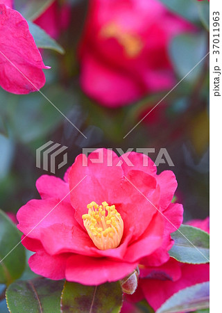 さざんかの花 さざんかの花 37011963