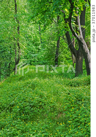 Forest thicket 37011983