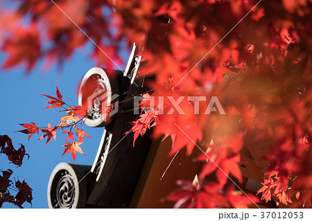 大威徳寺 紅葉 大威徳寺 紅葉 37012053
