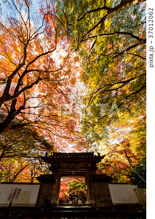 大威徳寺 紅葉 大威徳寺 紅葉 37012062