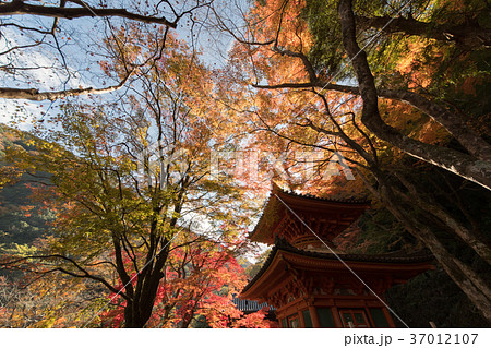 大威徳寺 紅葉 37012107