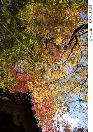 大威徳寺 紅葉 37012122