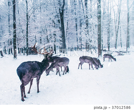 Winter wildlife landscape with young deer. 37012586