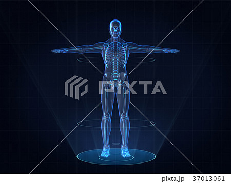 Hologram Human anatomy and skeleton,3D rendering  37013061
