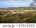 Sheeps on the Elspeter heather. 37013265