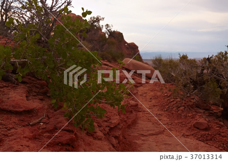 Red Desert Red Desert 37013314