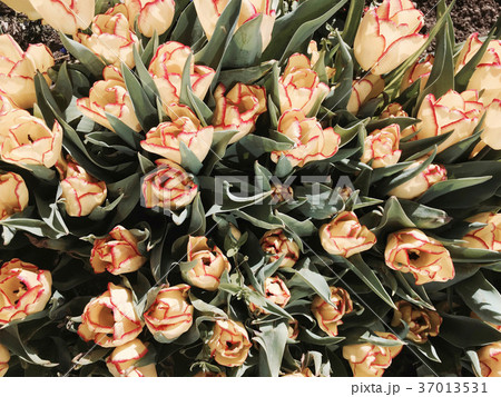 Tulip flowers as a background Tulip flowers as a background 37013531
