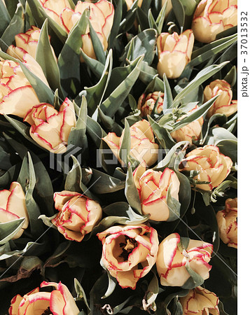 Tulip flowers as a background 37013532