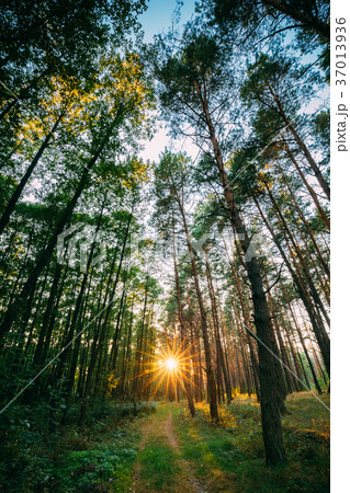 Sun Shining Over Forest Lane, Country Road, Path 37013936