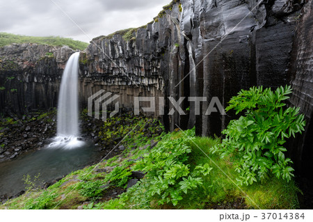 Famous Svartifoss waterfall 37014384