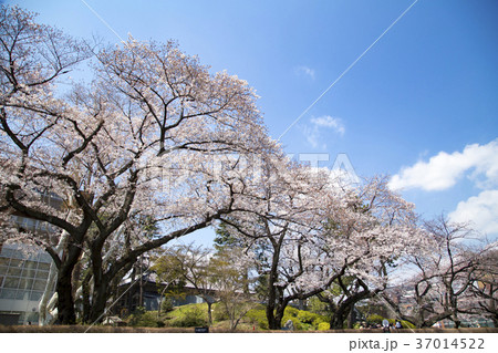 東京大学構内　桜の風景 37014522