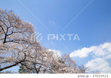 東京大学構内 桜の風景 東京大学構内 桜の風景 37014523