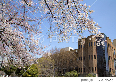 東京大学構内 桜の風景 東京大学構内 桜の風景 37014527