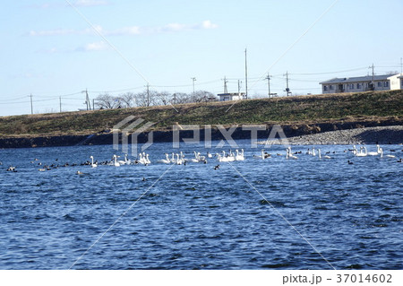 玉村町岩倉橋の白鳥 玉村町岩倉橋の白鳥 37014602