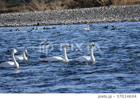 玉村町岩倉橋の白鳥 玉村町岩倉橋の白鳥 37014604