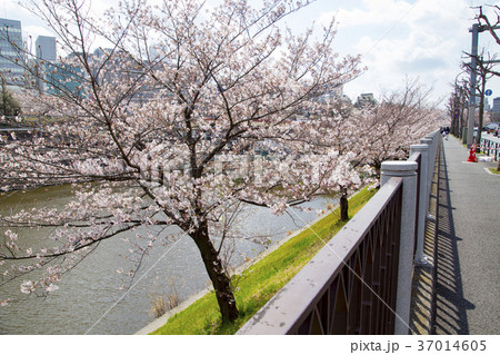 外濠通りの桜（市ヶ谷から飯田橋の間） 37014605