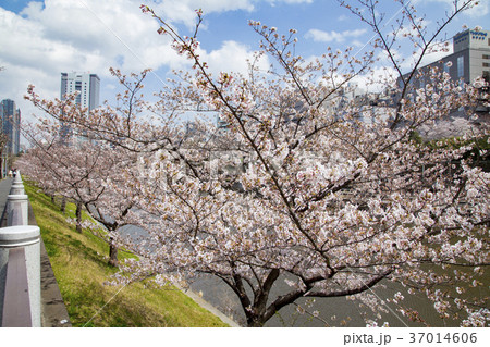 外濠通りの桜（市ヶ谷から飯田橋の間） 37014606