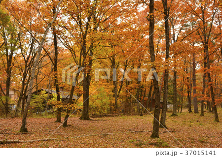 別荘地の紅葉 37015141