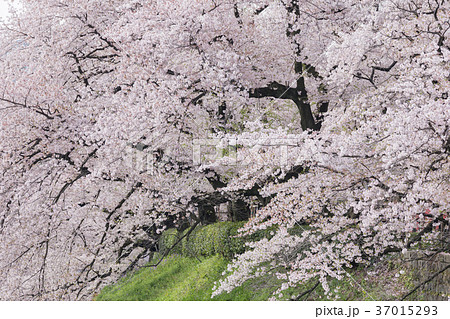 東京_桜満開の千鳥ヶ淵 東京_桜満開の千鳥ヶ淵 37015293