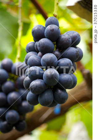 ナガノパープル ナガノパープル 37015330