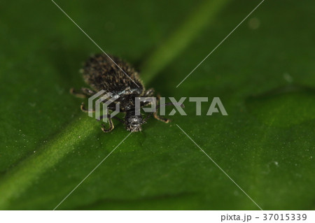 生き物　昆虫　ウルマクロハムシダマシ、微妙に特徴的な顔。ゴミムシダマシなんかによくある顔？ 37015339