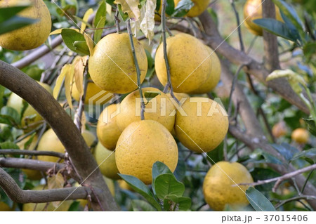 かわちばんかん(河内晩柑) 37015406