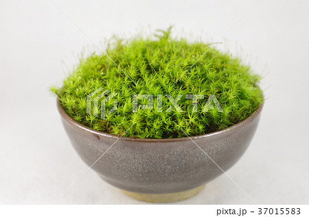 コスギゴケ 37015583