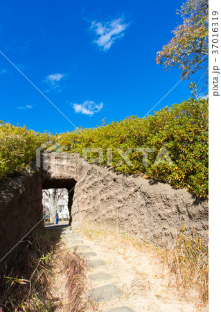 大森貝塚遺跡庭園 大森貝塚遺跡庭園 37016319