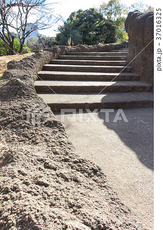 大森貝塚遺跡庭園 37016325