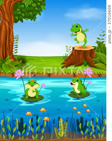 Frog swimming in the river 37016600
