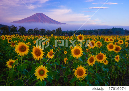 ひまわり 富士山 ひまわり 富士山 37016974