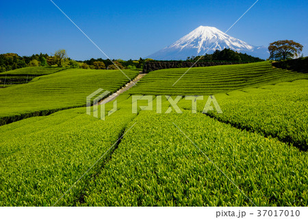 富士山　茶畑 37017010