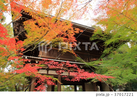 東漸寺の秋 (千葉県松戸市とうぜんじ) 山門 東漸寺の秋 (千葉県松戸市とうぜんじ) 山門 37017221