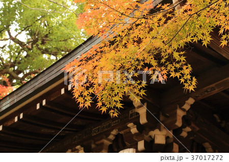 東漸寺の中雀門 (千葉県松戸市とうぜんじ) 東漸寺の中雀門 (千葉県松戸市とうぜんじ) 37017272