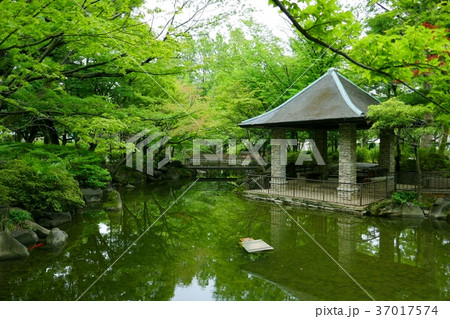 東京、初夏の杉並区立馬橋公園 東京、初夏の杉並区立馬橋公園 37017574
