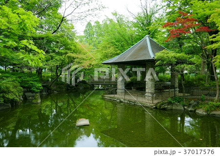 東京、初夏の杉並区立馬橋公園 37017576