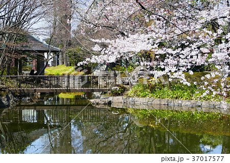東京、春の杉並区立馬橋公園 37017577