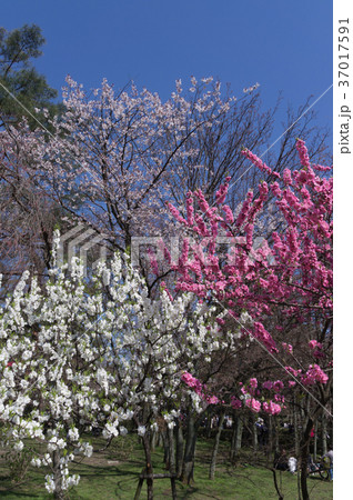 初春の季節、梅園が梅の花に包まれる、京都、日本 初春の季節、梅園が梅の花に包まれる、京都、日本 37017591